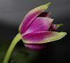 Phalaenopsis violacea (indigo x sumatrana)-014-3-jpg