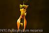 Bulbophyllum mearnsii-img_5584-jpg