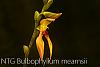 Bulbophyllum mearnsii-img_5592-jpg
