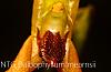 Bulbophyllum mearnsii-img_5609-jpg