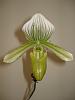 Paph Maudie is in bloom-paph-maudie3-jpg