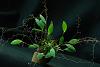 Lepanopsis Michelle-lepanthopsis-astrophora-stalky-plant-jpg