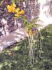 Vanda Rasri Gold x Ascda Anant (on its 3rd bloom)-vanda-rasri-gold-ascda-anant-blooms-summer-jpg