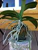 Newbie - Wild Phal roots-orchid-roots-jpg