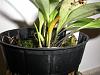 Masdevallia strobelii with yellowing new growth-526-jpg