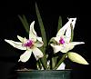 I bought 4 new orchids-leptotes-bicolor-jpg