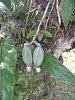 Guate Road Trip-catasetum-con-cajones-grande-sam_0911-jpg