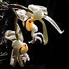 I bought 4 new orchids-stanhopea-embreei-jpg