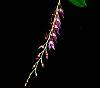 Lepanopsis Michelle-p1030529-jpg