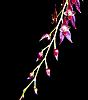 Lepanopsis Michelle-lepanopsis-20michelle-bloom-jpg