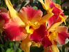 a quick run thru the greenhouse, catts...-flowers-009-jpg