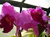 a quick run thru the greenhouse, catts...-flowers-013-jpg