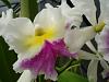 a quick run thru the greenhouse, catts...-flowers-016-jpg