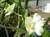 misc in bloom in the gh today-flowers-004-jpg