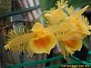 I bought 4 new orchids-dendrobium-harveyanum-jpg