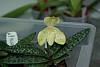 Paphiopedilum concolor-paph-concolor-1-1024x768-jpg