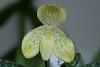 Paphiopedilum concolor-paph-concolor-3-1024x768-jpg