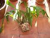 Odontoglossum needs repotting-roots-jpg