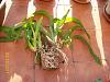 Odontoglossum needs repotting-roots-2-jpg