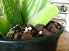 new Pic's of my orchids-orchid-062-copy-jpg