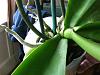 new Pic's of my orchids-orchid-064-copy-jpg