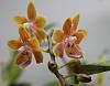 Phalaenopsis Kuntrarti Rarashati 'Copperstate' HCC/AOS with bloom-phal-rk-jpg