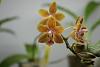 Phalaenopsis Kuntrarti Rarashati 'Copperstate' HCC/AOS with bloom-phal_02-jpg