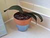 PLEASE HELP! First Orchid I am killing it :(-1219111049-jpg