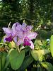 C. Interglossa-orchids-017-jpg