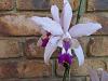 Laelia anceps ID? please.-iola-3-jpg