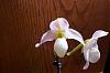 Slipper Orchid Question-paph-deperle-var-album-jpg