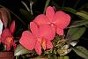 Sophronitis brevipedunculata!!!-sophronitis_brevipedunculata-orchids-wiki-jpg