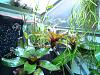 some pics of my greenhouse-034-jpg