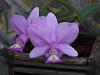 Cattleya nobilior-nobi26dec-jpg