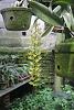 Cirrhaea saccata-saccata-jpg