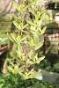 Cirrhaea saccata-saccata-2-jpg
