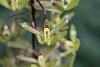 Cirrhaea saccata-saccata-3-jpg