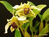 Latouria type Dendrobium hybrids-den-atroviolaceum-pygmy-4-jpg