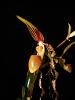 how about a 4000 dollar orchid?-rapunzel-yellow-tiger-sept152011-022-jpg