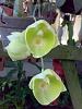 catasetum penang (ctsm susan fuch x catasetum pileatum 'green gold)-pileatumxsf1-jpg
