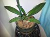 The Phal abuse ends here.-orchid1-copy-jpg