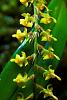 ID help Orchid from Monteverde, Costa Rica-f2068a-jpg