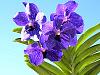 Vanda Patchara Delight (2nd blooming)-vanda-pachara-delight-3-jpg