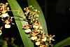 Oncidium Hybrid in flower-oncidium-hybrid-2-jpg
