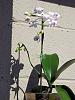 Phalaenopsis Artemis (amabilis x equestris) in its first bloom-004-jpg