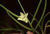 Dendrobium clavator-img_1307_small-jpg