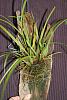 Maxillaria tenuifolia medium-img_5030-683x1024-jpg