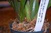 Are these spikes or new bulbs on my Oncidium?-onc-1-jpg