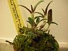 My first Dendrobium cuthbertsonii!-031-jpg