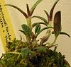 My first Dendrobium cuthbertsonii!-dend_cuthbertsonii-bud-jpg